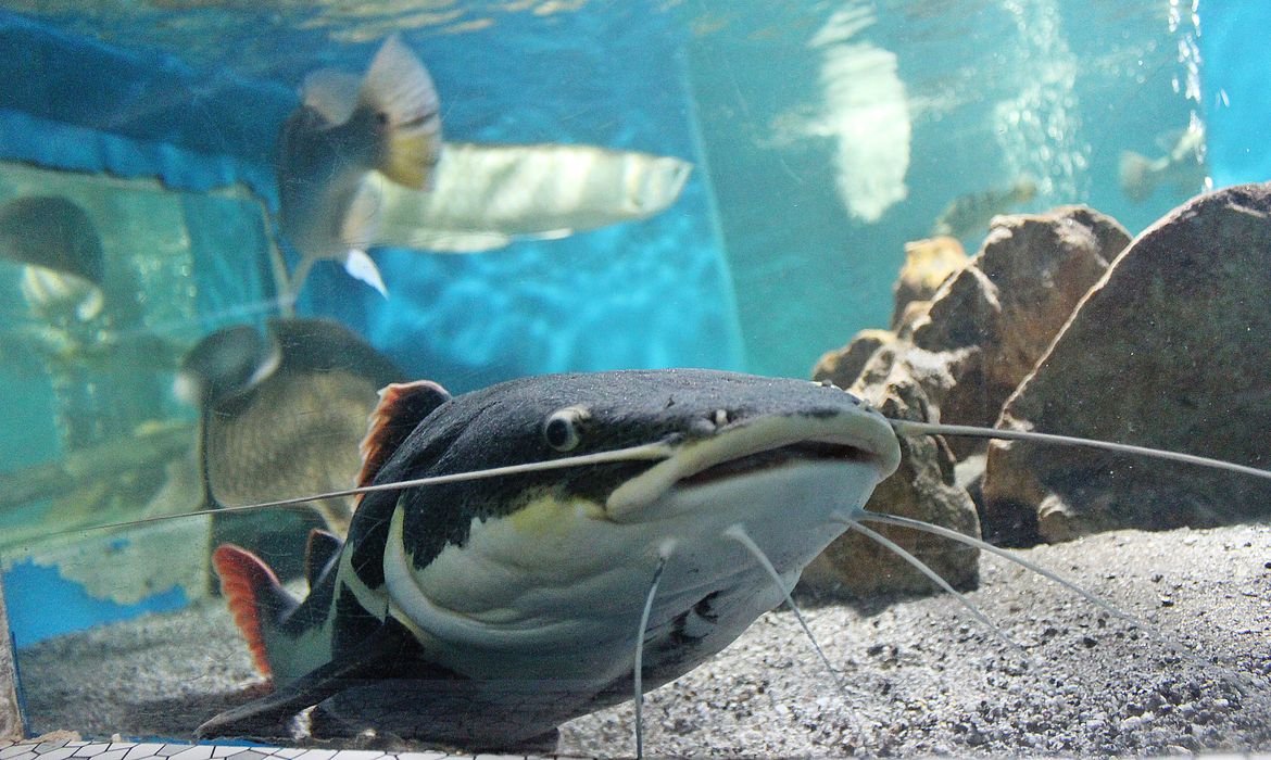 /Foto: Divulgação/Instituto Pesca