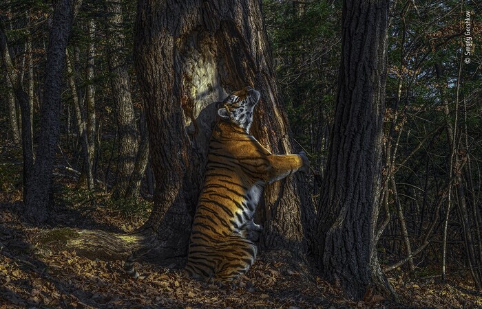 /Foto: Sergey Gorshkov/Wildlife Photographer of the Year/BBC /Foto: Sergey Gorshkov/Wildlife Photographer of the Year/BBC
