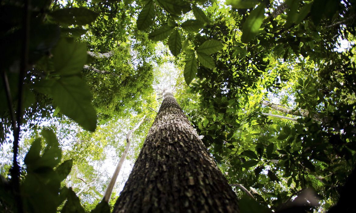 /Foto: Marcelo Camargo / Agência Brasil /Foto: Marcelo Camargo / Agência Brasil