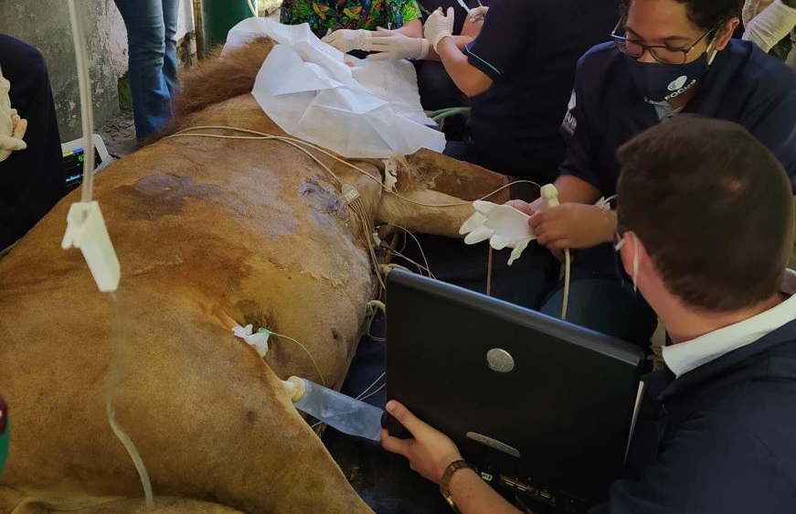 /Médicos veterinários constataram a existência de tumores na boca e na testa do animal. Ainda se aguarda o resultado dos exames patológicos. O leão passa bem. Foto: Divulgação /Médicos veterinários constataram a existência de tumores na boca e na testa do animal. Ainda se aguarda o resultado dos exames patológicos. O leão passa bem. Foto: Divulgação