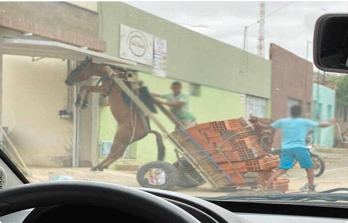 /Foto: Divulgação /Foto: Divulgação