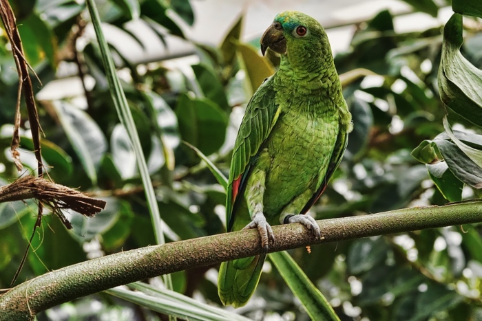 /Foto: Reprodução/Pixabay /Foto: Reprodução/Pixabay