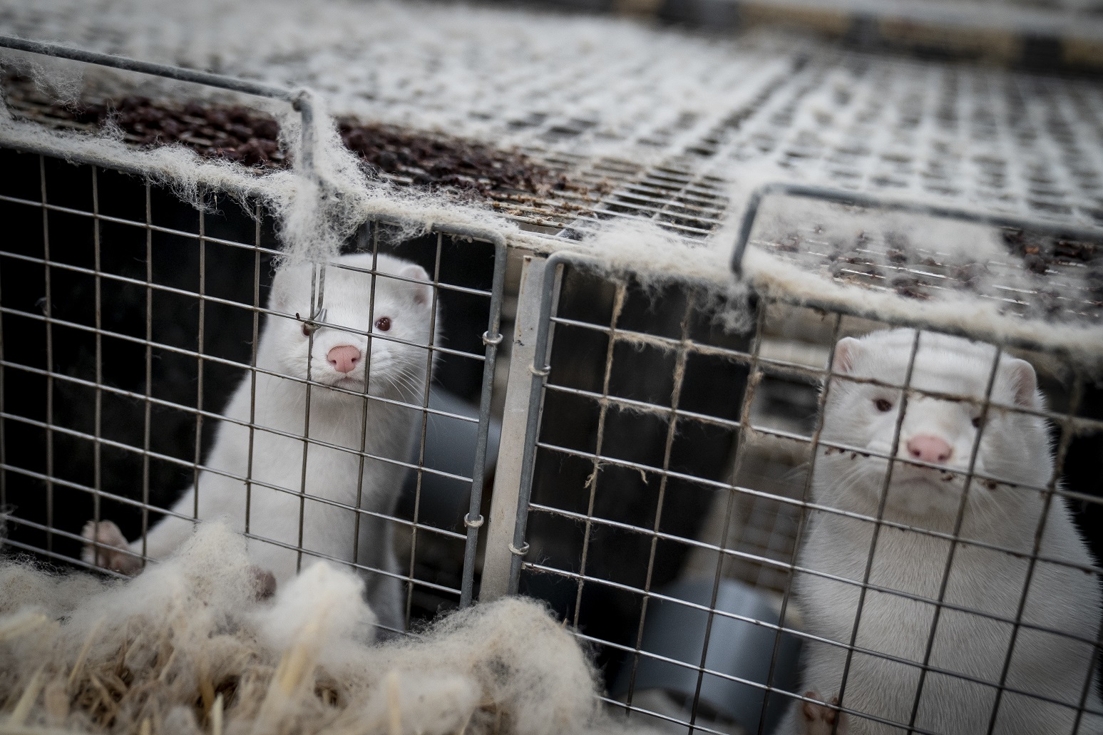 /Foto: MADS CLAUS RASMUSSEN / Ritzau Scanpix / AFP /Foto: MADS CLAUS RASMUSSEN / Ritzau Scanpix / AFP