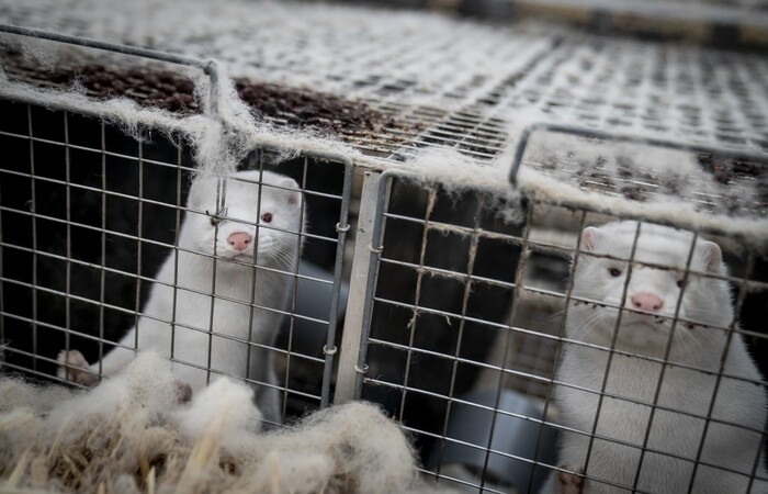 /Foto: Mads Claus Rasmussen / Ritzau Scanpix / AFP /Foto: Mads Claus Rasmussen / Ritzau Scanpix / AFP