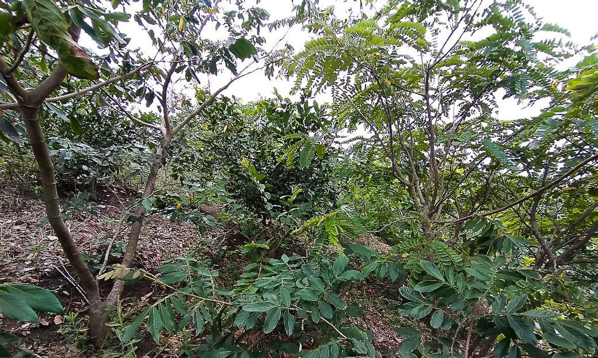 /Foto: PlantVerd / Divulgação /Foto: PlantVerd / Divulgação