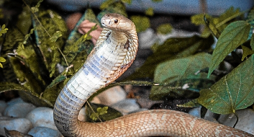 /Foto: Ivan Mattos/Zoologico de Brasilia