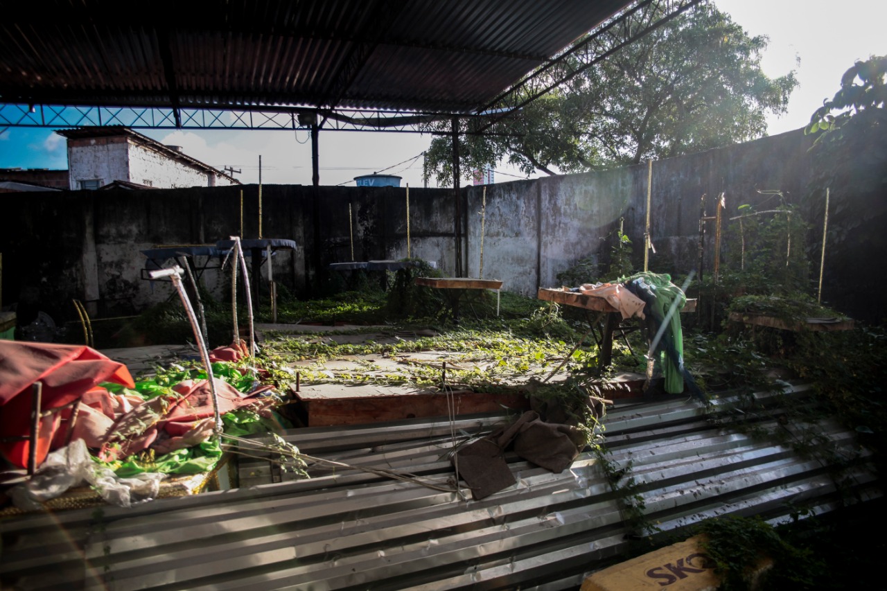 Sem recursos, pátio de alegorias está tomado pela vegetação
