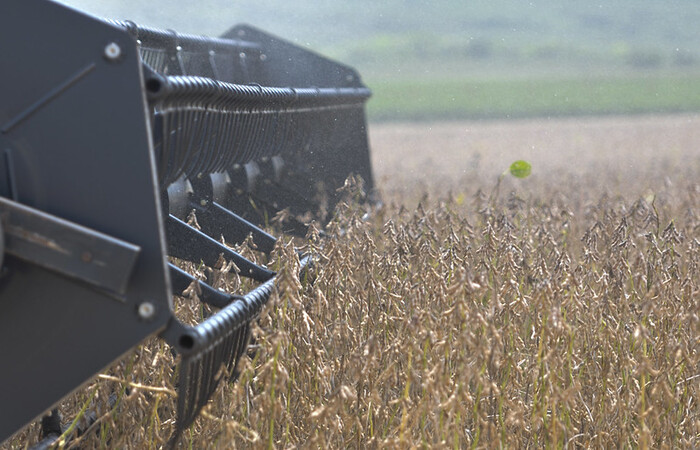/Área de cultivo da soja aumentou 3,6%. Foto: Gabriel Jabur/Agência Brasília