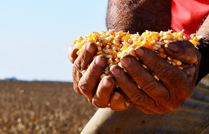 Programa faz a entrega de sementes de milho e de sorgo no período de chuva./Foto: Divulgação Programa faz a entrega de sementes de milho e de sorgo no período de chuva./Foto: Divulgação