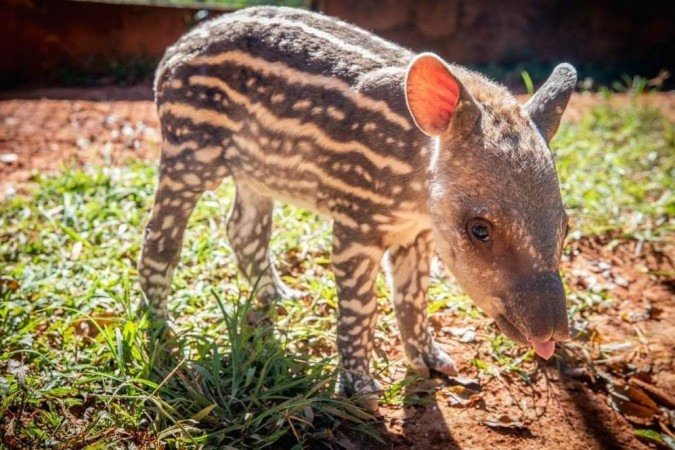/Foto: Thais Miranda / Zoológico de Brasília / Divulgação /Foto: Thais Miranda / Zoológico de Brasília / Divulgação