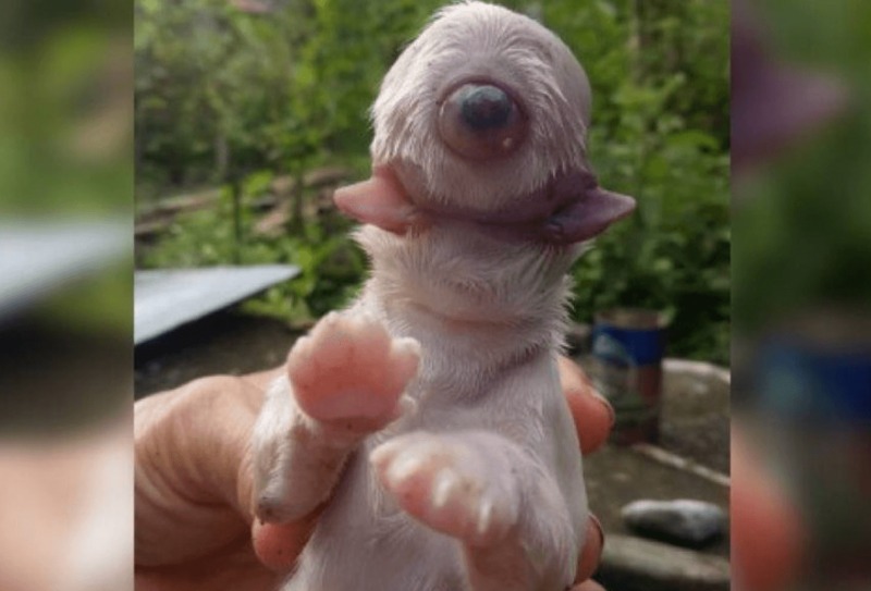 /Filhote, batizado de Ciclope, nasceu em ninhada de seis cães, mas teve dificuldades para se alimentar e até para respirar. Foto: Reprodução/Facebook /Filhote, batizado de Ciclope, nasceu em ninhada de seis cães, mas teve dificuldades para se alimentar e até para respirar. Foto: Reprodução/Facebook
