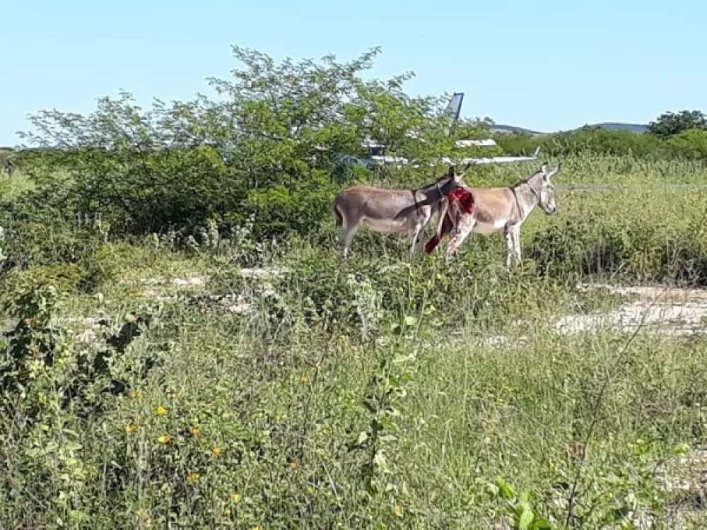 /Acidente aconteceu no aeródromo de Ibotirama, na Bahia; animal estava na pista de pouso e acabou sendo atingido pela aeronave. Foto: Reprodução/Twitter /Acidente aconteceu no aeródromo de Ibotirama, na Bahia; animal estava na pista de pouso e acabou sendo atingido pela aeronave. Foto: Reprodução/Twitter