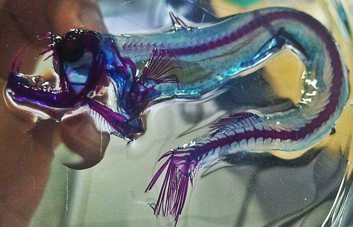 Um exemplar de Chauliodus sloani, popularmente conhecido como Peixe Víbora/Foto: Leandro Nolé/LMI Tapioca Um exemplar de Chauliodus sloani, popularmente conhecido como Peixe Víbora/Foto: Leandro Nolé/LMI Tapioca