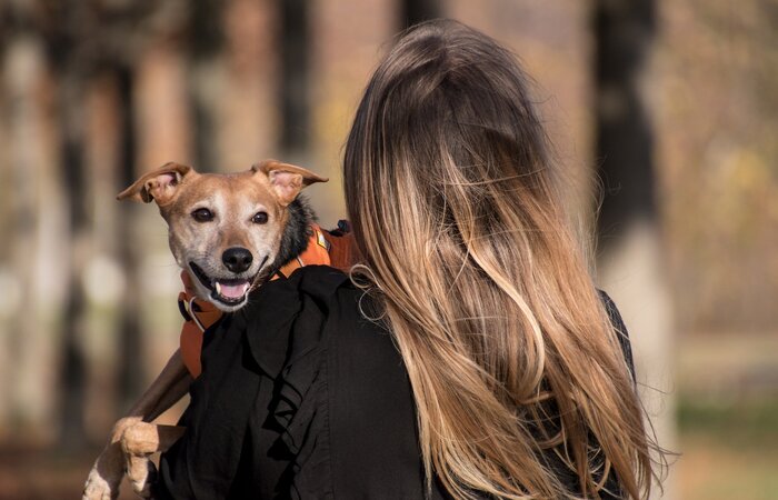 Evento terá 36 estandes com foco em alimentação, cuidados e diversos serviços veterinários voltados para cães e gatos./Foto: Rebeccas Pictures/Pixabay Evento terá 36 estandes com foco em alimentação, cuidados e diversos serviços veterinários voltados para cães e gatos./Foto: Rebeccas Pictures/Pixabay