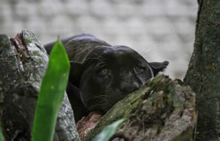 A onça preta parece mais triste sem a movimentação dos visitantes/Foto: Rômulo Chico/Esp. DP A onça preta parece mais triste sem a movimentação dos visitantes/Foto: Rômulo Chico/Esp. DP