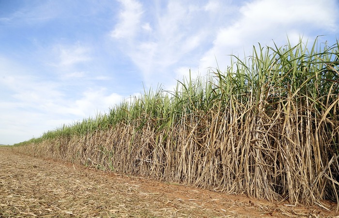 Com mais de 20% de participação, o estado é o segundo maior produtor do Norte e Nordeste/Foto: Pixabay Com mais de 20% de participação, o estado é o segundo maior produtor do Norte e Nordeste/Foto: Pixabay