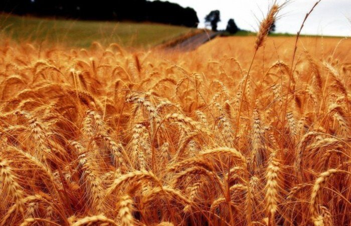 A seca e as ondas de calor tiveram consequências mais graves durante o período mais recente para os diferentes tipos de culturas/Crédito: Picasa A seca e as ondas de calor tiveram consequências mais graves durante o período mais recente para os diferentes tipos de culturas/Crédito: Picasa