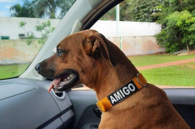 /Equipe do hospital cuidou do animal, mas não conseguiu devolvê-lo à família do paciente falecido. Foto: Reprodução/Instagram /Equipe do hospital cuidou do animal, mas não conseguiu devolvê-lo à família do paciente falecido. Foto: Reprodução/Instagram