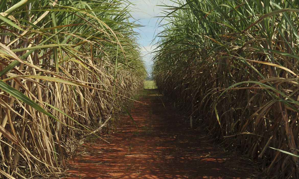 /Criada na década de 1990, Ridesa lidera pesquisa canavieira no Brasil. Foto: Arquivo/Agência Brasil /Criada na década de 1990, Ridesa lidera pesquisa canavieira no Brasil. Foto: Arquivo/Agência Brasil