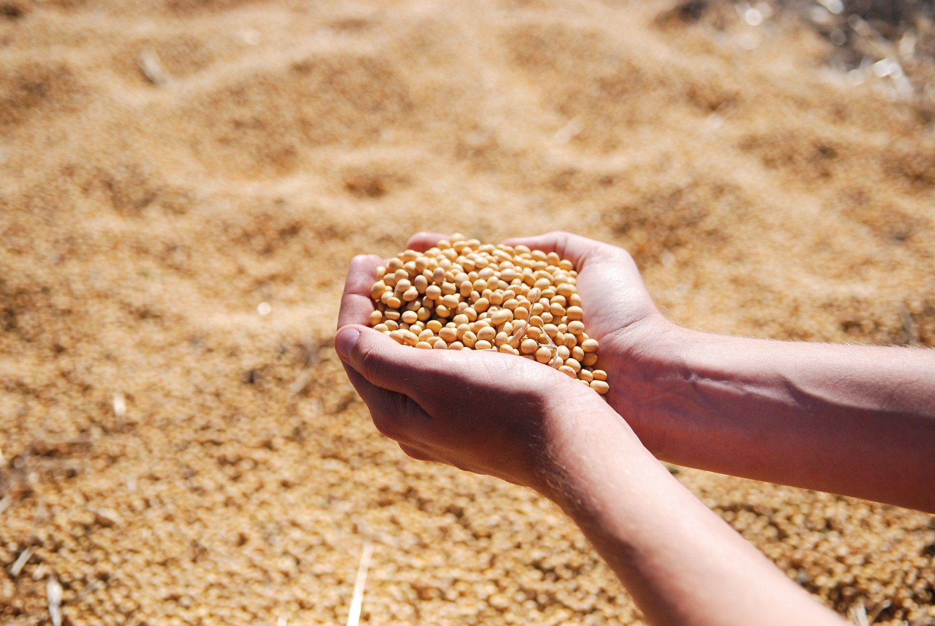 /Soja e milho respondem pela grande maioria da produção anual. Foto: Reprodução/Pixabay /Soja e milho respondem pela grande maioria da produção anual. Foto: Reprodução/Pixabay