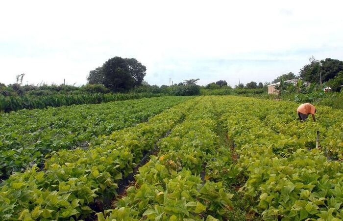 Benefício é de R$ 850, em parcela única/Elza Fiúza/Agência Brasil Benefício é de R$ 850, em parcela única/Elza Fiúza/Agência Brasil