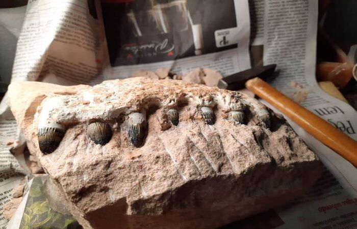 Os fósseis foram levados para o Museu de Paleontologia de Uchoa e estarão expostos na reabertura do espaço/Divulgação/Eixo SP Os fósseis foram levados para o Museu de Paleontologia de Uchoa e estarão expostos na reabertura do espaço/Divulgação/Eixo SP