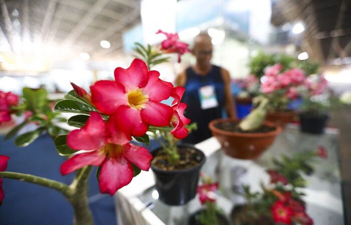 Manter plantas em casa exige cuidados simples que podem ser feitos por qualquer pessoa, sem a necessidade de contratar um profissional/Marcelo Camargo/Agência Brasil