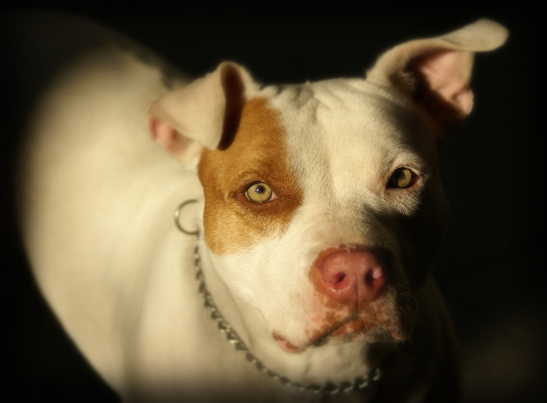 /O cachorro foi encaminhado para exames e testes e, mesmo morto, testemunhas queriam estrangulá-lo. Foto: Reprodução/Pixabay