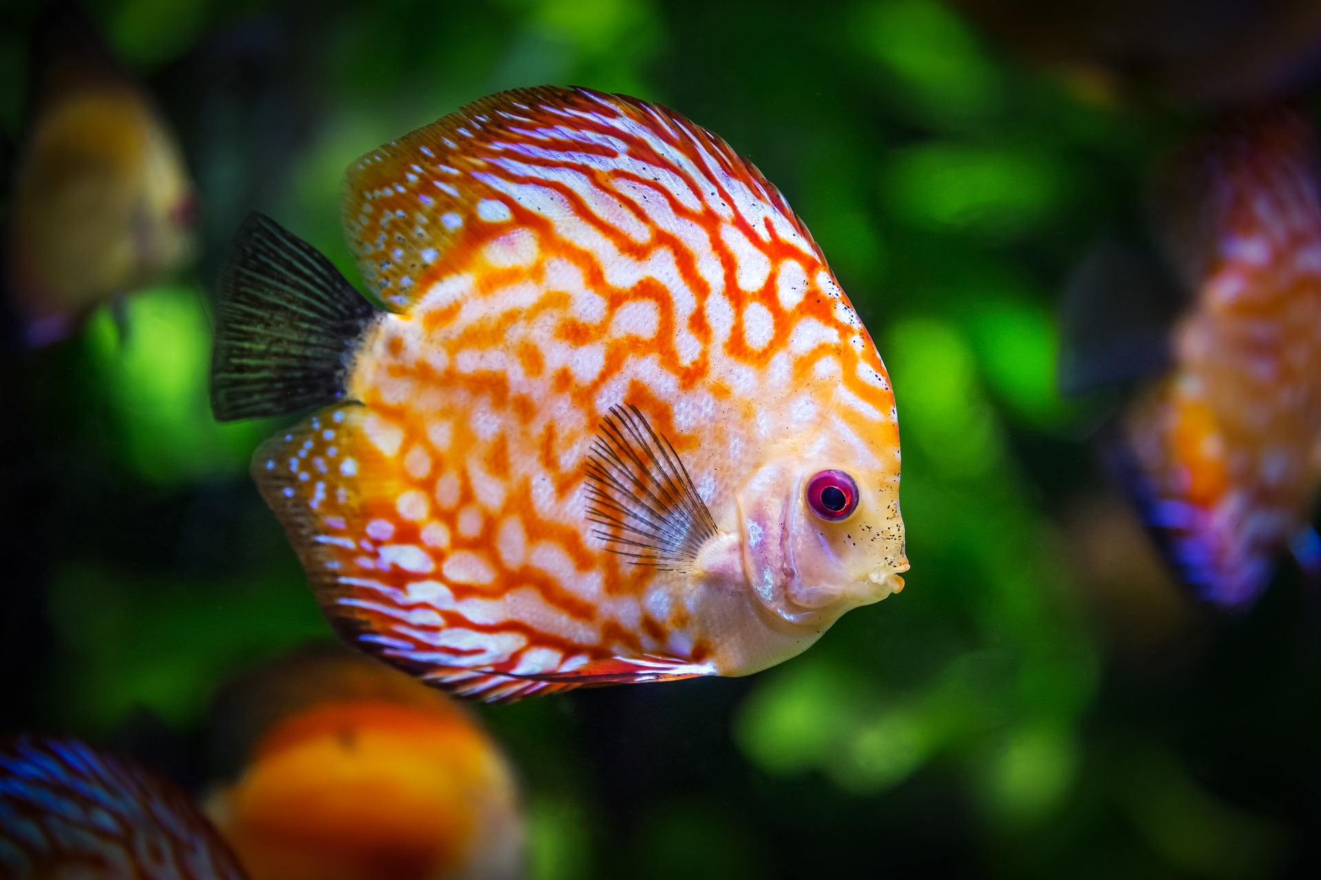 /Foram cumpridos mandados de busca em Maryland, Estados Unidos. Foto: Reprodução/Pixabay /Foram cumpridos mandados de busca em Maryland, Estados Unidos. Foto: Reprodução/Pixabay