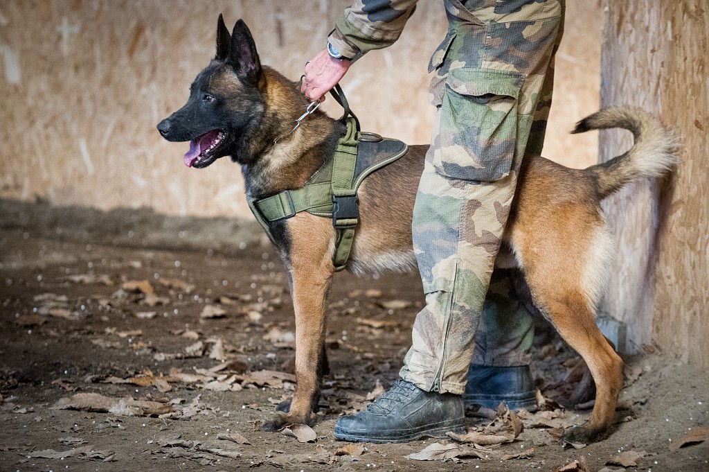 /Foto: People's Dispensary for Sick Animals (PDSA) / French Navy / AFP /Foto: People's Dispensary for Sick Animals (PDSA) / French Navy / AFP