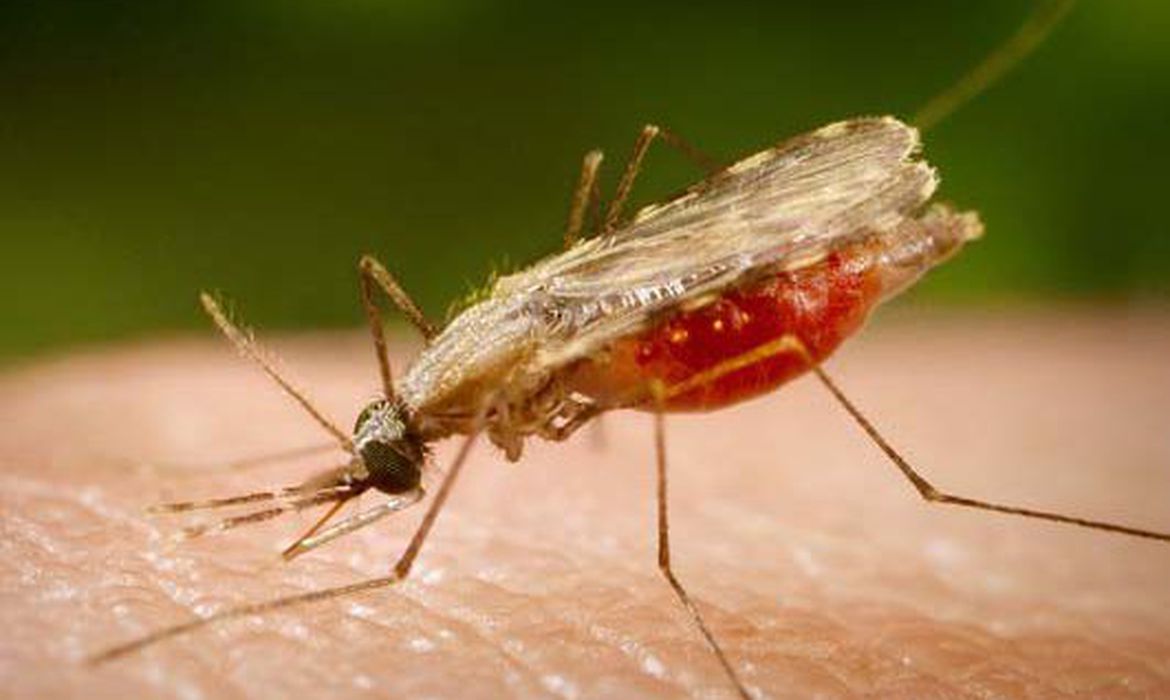 /Foto: Portal Biologia/Divulgação /Foto: Portal Biologia/Divulgação