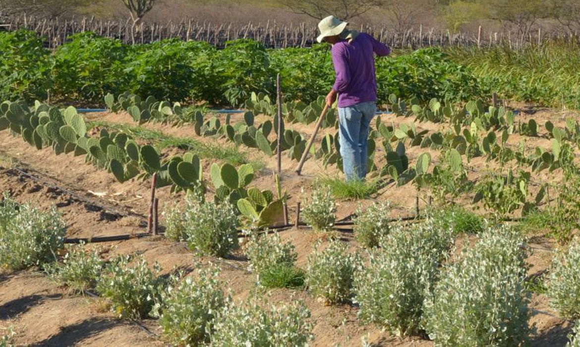 /Produto pode ajudar na agricultura no semiárido. Foto: Arquivo/Agência Brasil
