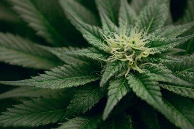 /As pesquisas podem ajudar a baratear o custo dos medicamentos à base de cannabis. Foto: Esteban Lopez/Divulgação /As pesquisas podem ajudar a baratear o custo dos medicamentos à base de cannabis. Foto: Esteban Lopez/Divulgação