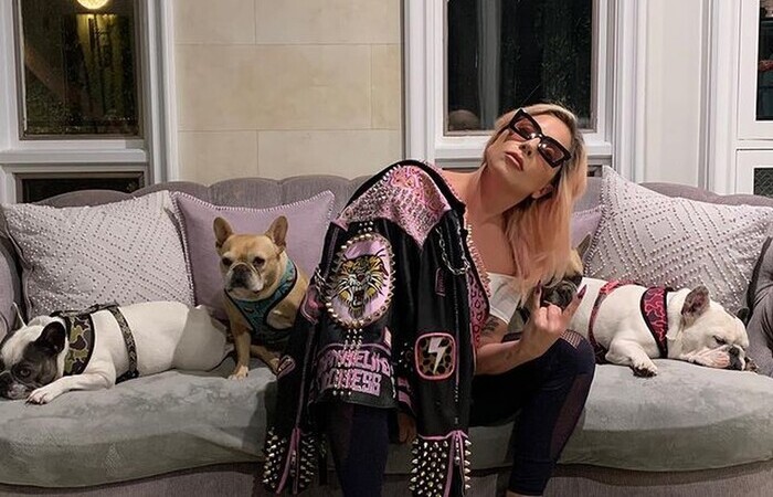 Os cães foram roubados e devolvidos em fevereiro, mas os suspeitos ainda não haviam sido descobertos/Foto: Instagram/Reprodução Os cães foram roubados e devolvidos em fevereiro, mas os suspeitos ainda não haviam sido descobertos/Foto: Instagram/Reprodução