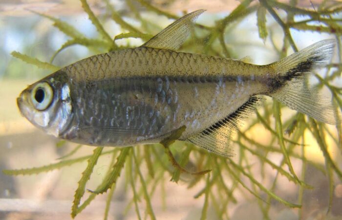Peixe Moenkhausia costae, popularmente conhecida como tetra fortuna ou piaba/Foto: Pesquisadores/Arquivo Peixe Moenkhausia costae, popularmente conhecida como tetra fortuna ou piaba/Foto: Pesquisadores/Arquivo