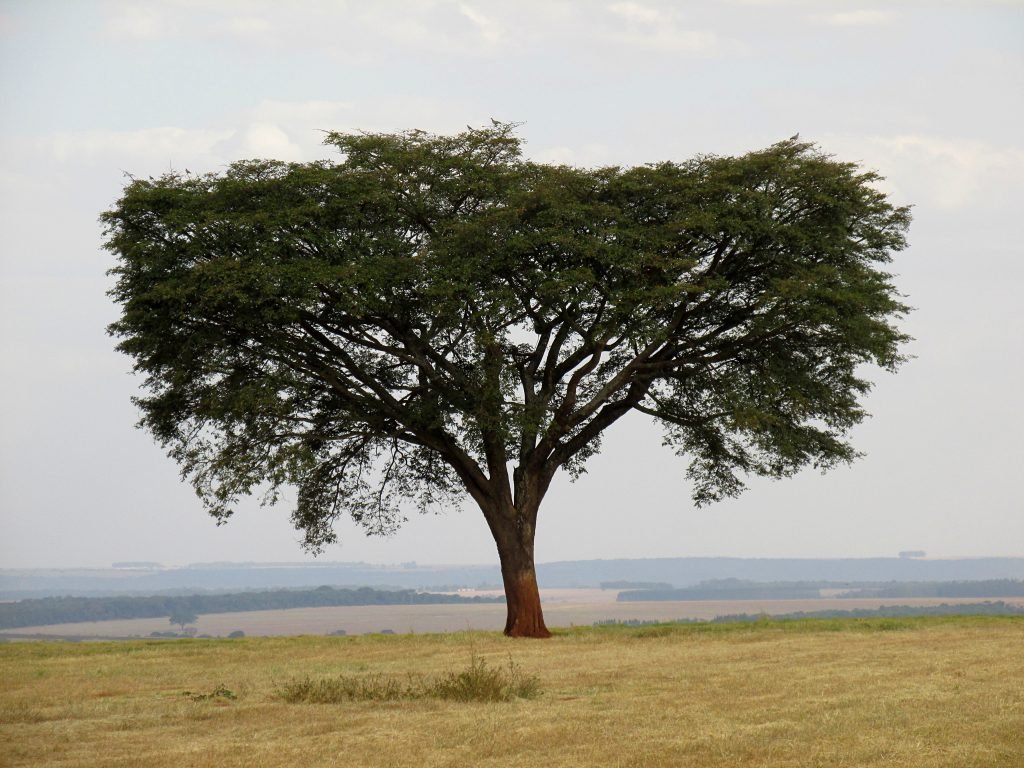 /Ao todo, Fundo PPP-Ecos vai distribuir US$ 350 mil em recursos. Foto: Reprodução/Fotos públicas
