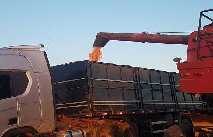 Com a iniciativa, será possível saber os locais mais adequados para a produção de milho e sorgo do estado, favorecendo a indústria de rações de aves/Divulgação Com a iniciativa, será possível saber os locais mais adequados para a produção de milho e sorgo do estado, favorecendo a indústria de rações de aves/Divulgação