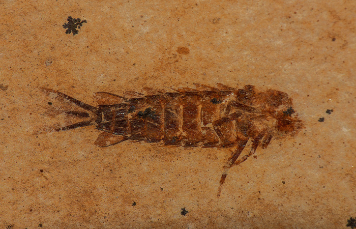 Larva de efêmera do grupo Hexagenitidae, proveniente da escavação controlada./Foto: Arquivo/Pesquisadores Larva de efêmera do grupo Hexagenitidae, proveniente da escavação controlada./Foto: Arquivo/Pesquisadores