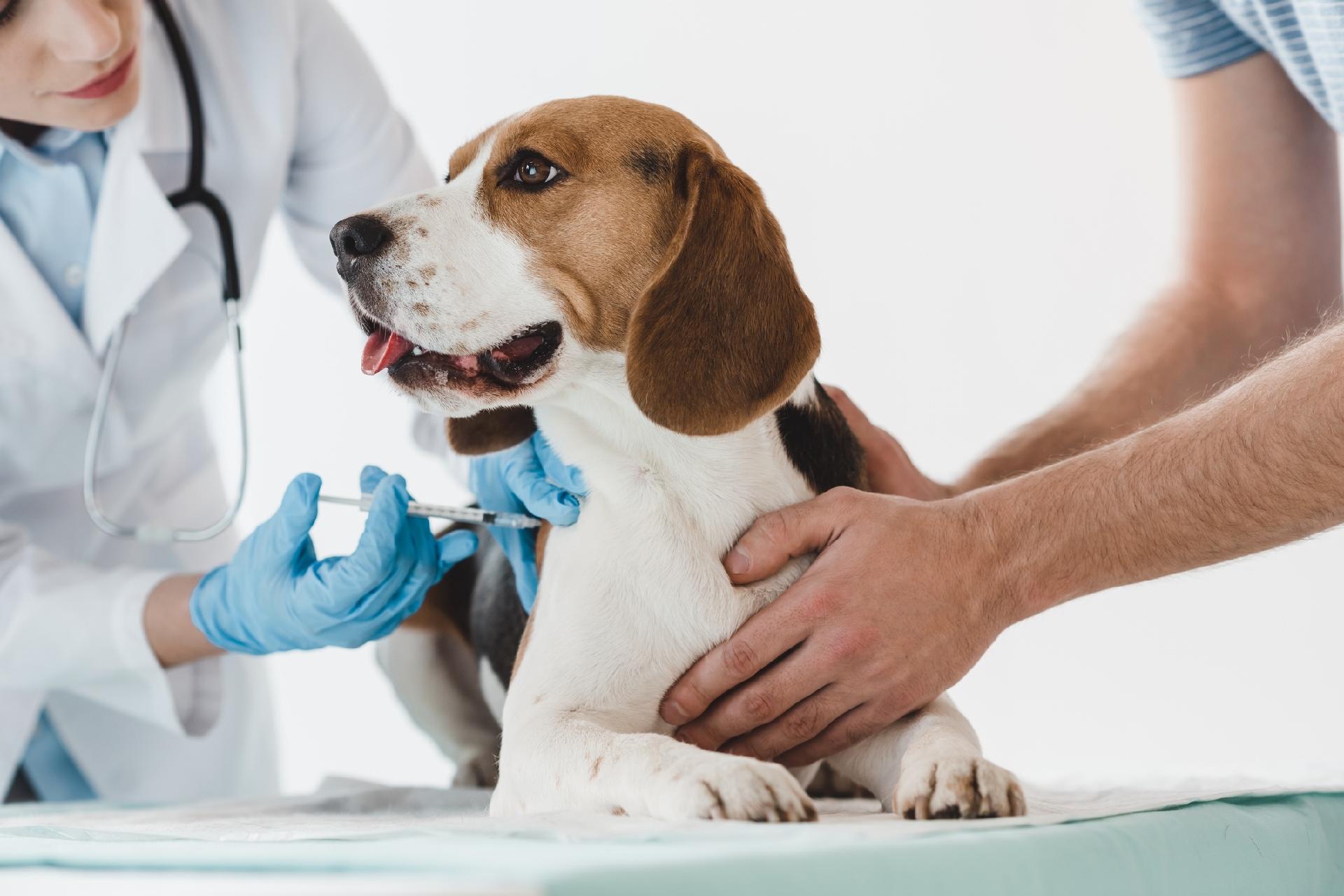 /Atualmente, a vacina Carnivac-Cov é a primeira e a única droga registrada no mundo contra o novo coronavírus em animais. Foto: Reprodução/iStock /Atualmente, a vacina Carnivac-Cov é a primeira e a única droga registrada no mundo contra o novo coronavírus em animais. Foto: Reprodução/iStock