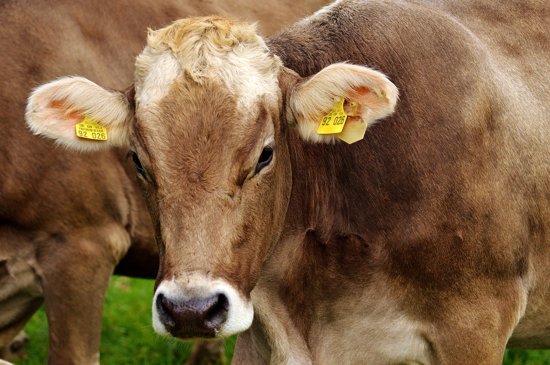 /Paraná foi reconhecido como zona livre de peste suína clássica. Foto: Reprodução/Pixabay /Paraná foi reconhecido como zona livre de peste suína clássica. Foto: Reprodução/Pixabay