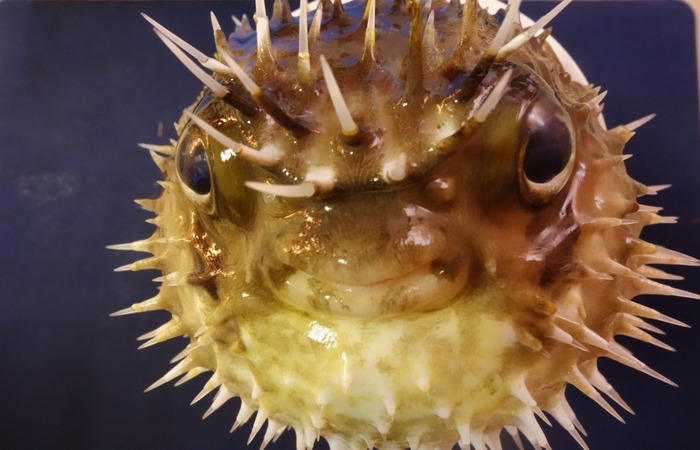 Peixe balão de espinhos (Diodon holocanthus)/Foto: Leandro Nolé/ LMI Tapioca Peixe balão de espinhos (Diodon holocanthus)/Foto: Leandro Nolé/ LMI Tapioca