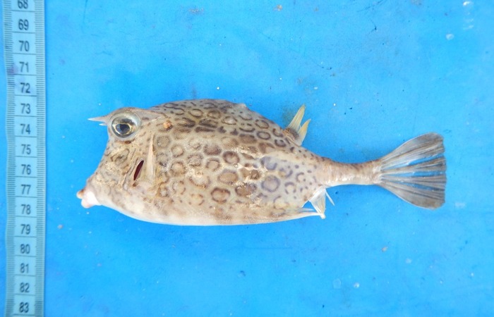 Peixe cofre (Acanthostracion sp.)