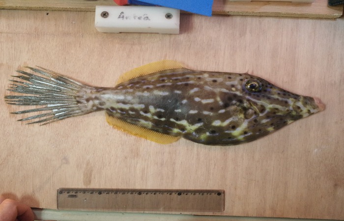 Cangulo (Aluterus scriptus)