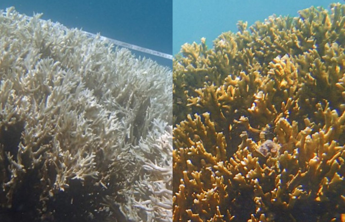 /Foto: Camila Brasil/ Reef Check Brasil /Foto: Camila Brasil/ Reef Check Brasil