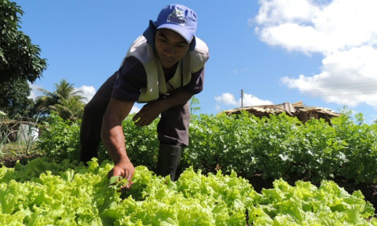 Iniciativa se aplica a produtos em estado natural ou resfriados e vai beneficiar mais de 3,2 mil produtores, principalmente na região do São Francisco/Foto: IFPE/Divulgação Iniciativa se aplica a produtos em estado natural ou resfriados e vai beneficiar mais de 3,2 mil produtores, principalmente na região do São Francisco/Foto: IFPE/Divulgação
