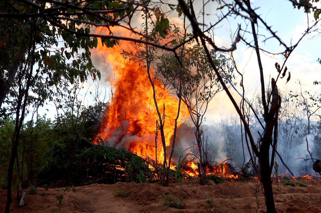 /Foto: Divulgação/PF /Foto: Divulgação/PF