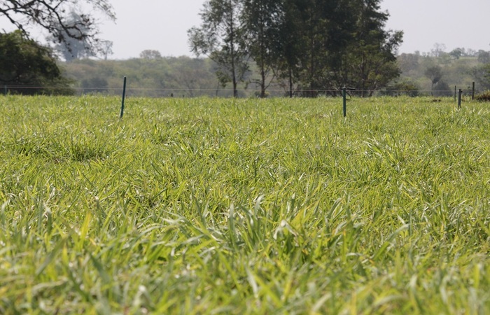/As forrageiras tamb&eacute;m contribuem para a manuten&ccedil;&atilde;o do pa&iacute;s na posi&ccedil;&atilde;o de grande produtor e exportador de carne bovina - Foto: Juliana Sussai
