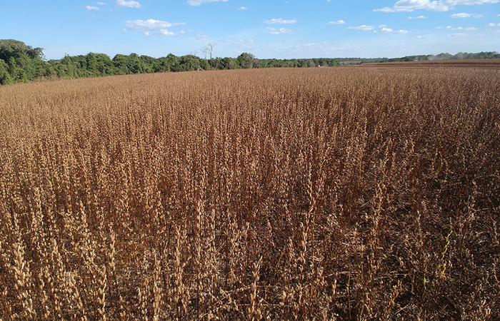 /O crescimento da produ&ccedil;&atilde;o &eacute; expressivo e o aumento da &aacute;rea de cultivo revela a necessidade de subs&iacute;dios t&eacute;cnicos. Na foto, o gergelim pronto para a colheita - Foto: Diego Fiorese e Gabriel Zanelatto