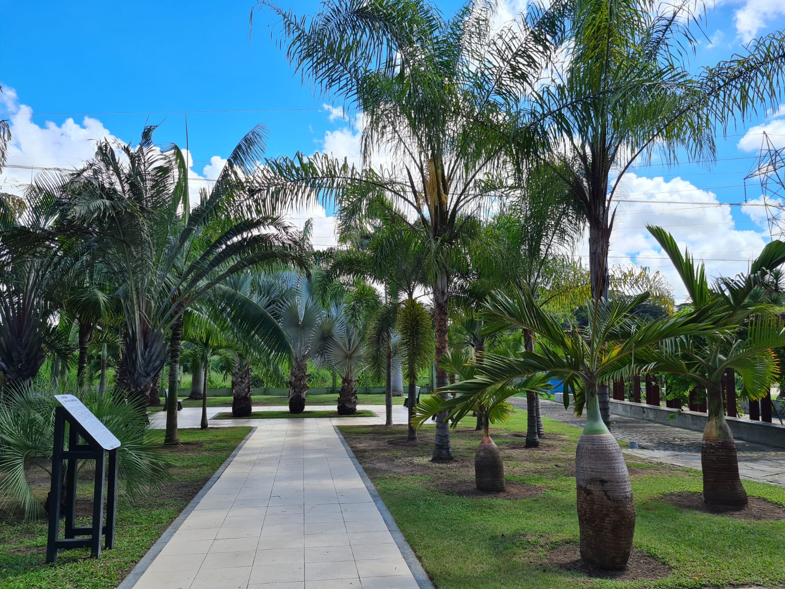 Jardim das Palmeiras conta com mais de trinta unidades de espécies da família Arecaceae, que chamam atenção dos visitantes pelo seu valor ornamental./Divulgação Jardim das Palmeiras conta com mais de trinta unidades de espécies da família Arecaceae, que chamam atenção dos visitantes pelo seu valor ornamental./Divulgação