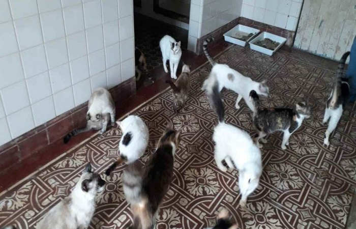 /Foto: Reprodução/Vídeo/Eu Amo Animais /Foto: Reprodução/Vídeo/Eu Amo Animais